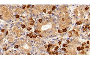 Detection of FSHb in Porcine Pituitary Tissue using Polyclonal Antibody to Follicle Stimulating Hormone Beta (FSHb) (FSHB antibody  (AA 21-129))