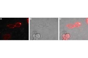 Expression of EphB1 in rat PC12 cells - Cell surface detection of EphB1 in live intact rat PC12 pheochromocytoma cells. (EPH Receptor B1 antibody  (Extracellular, N-Term))