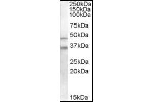Image no. 2 for anti-GULP, Engulfment Adaptor PTB Domain Containing 1 (GULP1) (C-Term) antibody (ABIN372526)