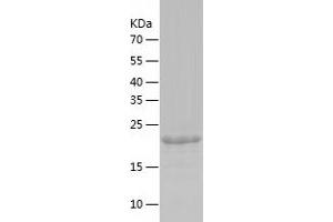 Western Blotting (WB) image for Canopy 4 Homolog (CNPY4) (AA 22-248) protein (His tag) (ABIN7122121) (CNPY4 Protein (AA 22-248) (His tag))