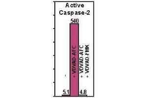 Active human caspase was expressed in E. (Caspase 2 Protein)