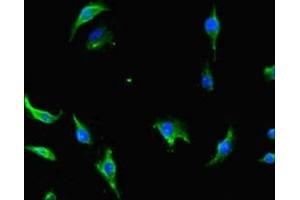 Immunofluorescent analysis of U251 cells using ABIN7147089 at dilution of 1:100 and Alexa Fluor 488-congugated AffiniPure Goat Anti-Rabbit IgG(H+L)