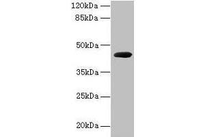 anti-Cpg2 (AA 23-415) antibody