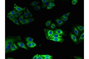 Immunofluorescent analysis of HepG2 cells using ABIN7149118 at dilution of 1:100 and Alexa Fluor 488-congugated AffiniPure Goat Anti-Rabbit IgG(H+L) (CYB5A antibody  (AA 2-134))
