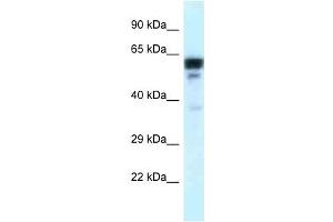 Western Blot showing TUBA1C antibody used at a concentration of 1 ug/ml against Placenta Lysate