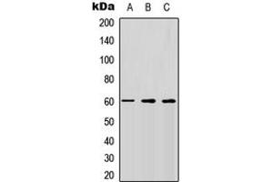 Western blot analysis of CD292 expression in HEK293T (A), Raw264. (BMPR1A antibody  (N-Term))