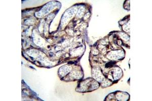 BNIP2 antibody immunohistochemistry analysis in formalin fixed and paraffin embedded human placenta tissue. (BNIP2 antibody  (AA 285-316))