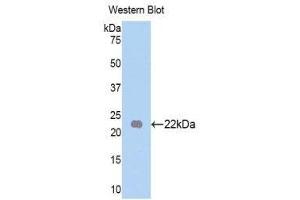 Western Blotting (WB) image for anti-Fibroblast Growth Factor 13 (FGF13) (AA 63-245) antibody (ABIN1858864)