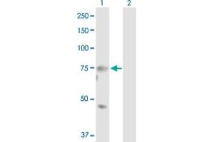Western Blot analysis of MASP2 expression in transfected 293T cell line by MASP2 MaxPab polyclonal antibody.