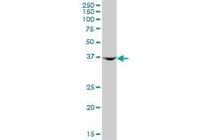 AMDHD2 MaxPab polyclonal antibody. (AMDHD2 antibody  (AA 1-439))