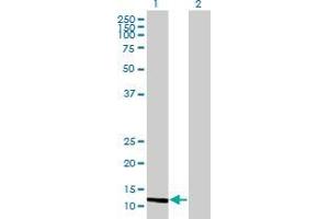Western Blot analysis of MGP expression in transfected 293T cell line by MGP MaxPab polyclonal antibody. (MGP antibody  (AA 1-103))