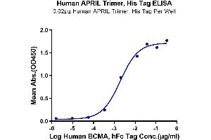 Immobilized Human APRIL Trimer, His Tag at 0. (TNFSF13 Protein (AA 112-250, Trimer) (His-DYKDDDDK Tag))