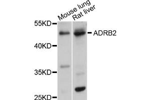 Western blot analysis of extracts of various cell lines, using ADRB2 antibody (ABIN1870845) at 1:1000 dilution. (beta 2 Adrenergic Receptor antibody)