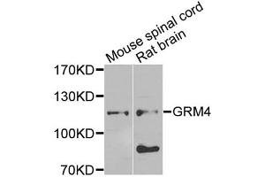 Western blot analysis of extracts of various cell lines, using GRM4 antibody (ABIN5974386) at 1/1000 dilution. (Metabotropic Glutamate Receptor 4 antibody)