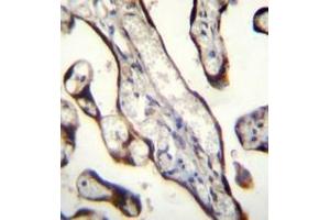 Immunohistochemistry analysis in formalin fixed and paraffin embedded human placenta tissue reacted with GDF15 Antibody (N-term) followed by peroxidase conjugation of the secondary antibody and DAB staining. (GDF15 antibody  (N-Term))