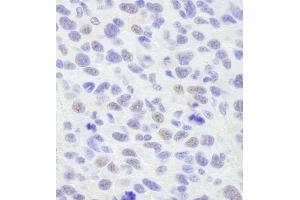 Immunohistochemistry (IHC) image for anti-Protein BANP (BANP) (C-Term) antibody (ABIN7448798) (BANP antibody  (C-Term))