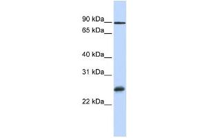 Western Blotting (WB) image for anti-RNA Binding Protein with Multiple Splicing (RBPMS) antibody (ABIN2458482)