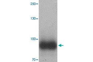 Western blot analysis of IL17RE in human ovary tissue with IL17RE polyclonal antibody  at 1 ug/mL. (IL17RE antibody  (Internal Region))