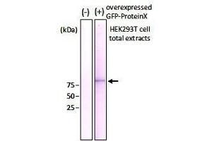 SDS-PAGE (SDS) image for anti-Green Fluorescent Protein (GFP) antibody (ABIN2451988)