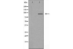 Western blot analysis of extracts from 293 cells, using MZF-1 antibody.