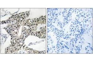 Immunohistochemistry (IHC) image for anti-Arylsulfatase K (ARSK) (AA 481-530) antibody (ABIN2890135) (Arylsulfatase K antibody  (AA 481-530))