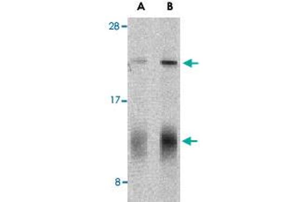 IL32 antibody  (C-Term)