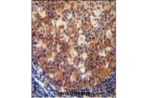 IL12B antibody (C-term) (ABIN654420 and ABIN2844155) immunohistochemistry analysis in formalin fixed and paraffin embedded human tonsil tissue followed by peroxidase conjugation of the secondary antibody and DAB staining. (IL12B antibody  (C-Term))