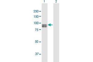 Western Blot analysis of SEMA3G expression in transfected 293T cell line by SEMA3G MaxPab polyclonal antibody. (SEMA3G antibody  (AA 1-782))