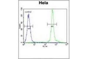 Flow Cytometric analysis of Hela cells (Right Histogram) using ASXL1 antibody (Center) Cat. (ASXL1 antibody  (AA 521-549))