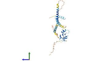 AlphaFold protein structure predicition of Mouse Recombinant Cd74 Protein, UniprotID P04441 (CD74 Protein (AA 1-279) (His tag))