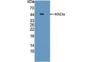 Detection of Recombinant STAM2, Mouse using Polyclonal Antibody to Signal Transducing Adaptor Molecule 2 (STAM2)