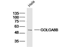 Hela lysates probed with GOLGA8B Polyclonal Antibody, Unconjugated  at 1:300 dilution and 4˚C overnight incubation. (GOLGA8B antibody  (AA 511-603))