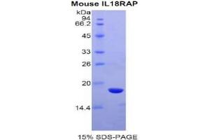 SDS-PAGE analysis of Mouse IL18RAP Protein.