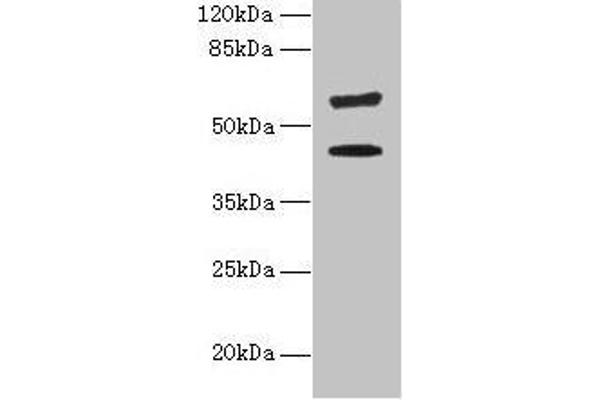 KRT73 抗体  (AA 1-300)