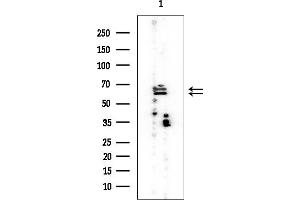 anti-RNA-Binding Region (RNP1, RRM) Containing 3 (RNPC3) antibody