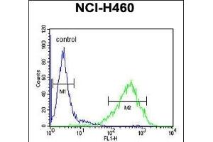 RAB3IL1 Antibody (C-term) (ABIN654988 and ABIN2844626) flow cytometric analysis of NCI- cells (right histogram) compared to a negative control cell (left histogram). (RAB3IL1 antibody  (C-Term))