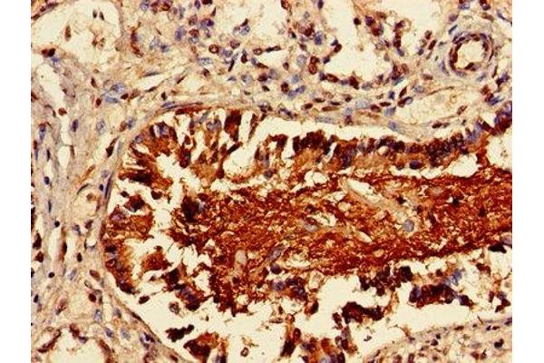 LAIR1 antibody  (AA 22-165)
