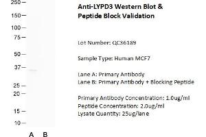 Host: Rabbit Target Name: LYPD3 Sample Type: Human MCF7  Lane A: Primary Antibody  Lane B: Primary Antibody + Blocking Peptide  Primary Antibody Concentration: 1. (LYPD3 antibody  (C-Term))