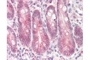 Anti-STAP2 antibody IHC of human small intestine. (STAP2 antibody  (AA 437-449))