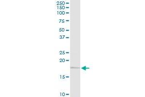 UBE2G2 MaxPab rabbit polyclonal antibody. (UBE2G2 antibody  (AA 1-137))