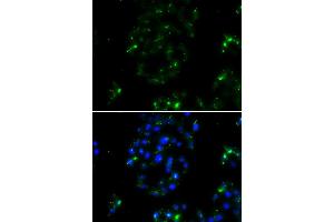 Immunofluorescence analysis of A549 cells using BOC antibody (ABIN6290104). (BOC antibody)