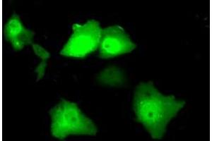Anti-SRR mouse monoclonal antibody (ABIN2453687) immunofluorescent staining of COS7 cells transiently transfected by pCMV6-ENTRY SRR (RC210359). (SRR antibody)
