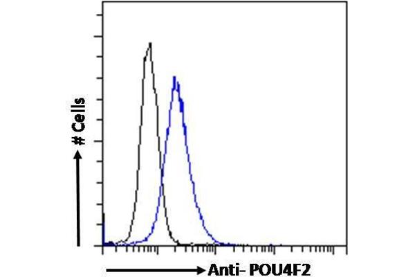POU4F2 antibody  (Internal Region)