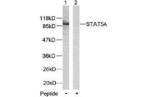 Image no. 2 for anti-Signal Transducer and Activator of Transcription 5A (STAT5A) (Ser780) antibody (ABIN197183) (STAT5A antibody  (Ser780))
