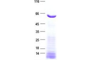 Validation with Western Blot (C12orf4 Protein (His tag))