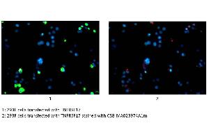 Immunofluorescence staining of 293F cells transfected with TNFRSF17 with ABIN7172256 at 1:100, counter-stained with DAPI. (BCMA antibody  (AA 1-54))