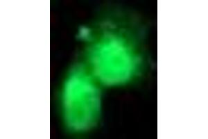Anti-FGF21 mouse monoclonal antibody (ABIN2454615) immunofluorescent staining of COS7 cells transiently transfected by pCMV6-ENTRY FGF21 (RC204538). (FGF21 antibody  (AA 29-209))