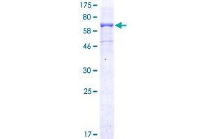 Image no. 1 for CD96 (CD96) (AA 1-402) protein (GST tag) (ABIN1348740) (CD96 Protein (CD96) (AA 1-402) (GST tag))