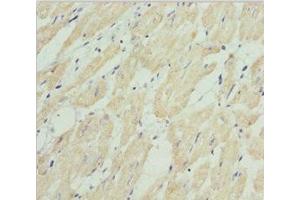 Immunohistochemistry of paraffin-embedded human heart tissue using ABIN7155989 at dilution of 1:100 (HADH antibody  (AA 1-314))