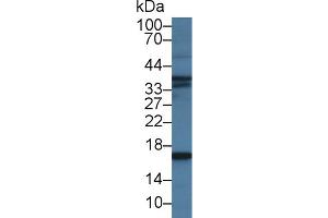 Western blot analysis of Pig Skeletal muscle lysate, using Human BNP Antibody (2 µg/ml) and HRP-conjugated Goat Anti-Mouse antibody (